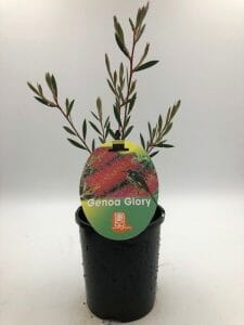 Callistemon 'Genoa Glory™' 6" Pot