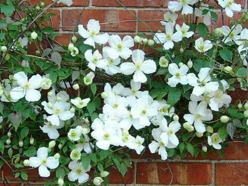 White Clematis montana 'Alba' flowers blooming on green vines against a red brick wall.