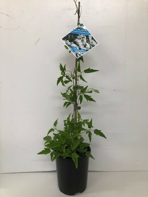 A potted Clematis montana 'Alba' 6" Pot with a hanging blue and white ornamental tag, against a white background.