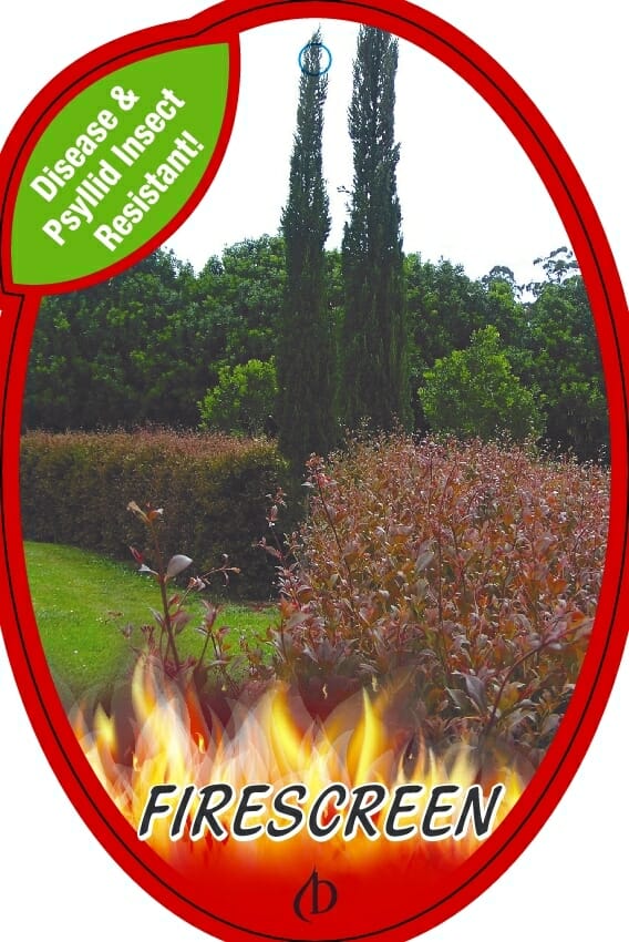 The label features a lush garden scene with tall trees and bushes, focusing on the Acmena 'Firescreen' Lilly Pilly in an 8" pot, noted for its resistance to diseases and insects.