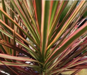 A close-up of Dracaena 'Colorama' in an 8" pot reveals its long, pointed leaves with green, pink, and red stripes radiating outward.