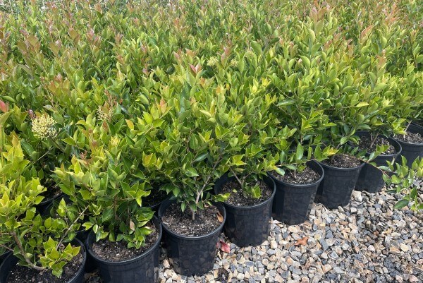 Acmena 'Firescreen' Lilly Pilly 8" Pot