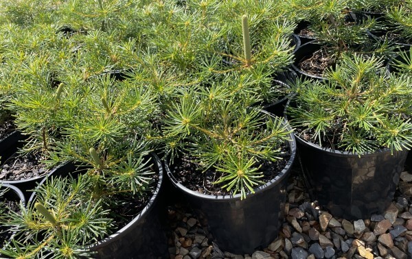 Banksia 'Cherry Candles' 8" Pot