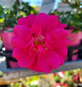 Rose 'Pink' PBR 2ft Standard Carpet Rose