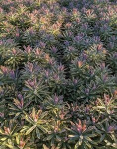 Rows of dense green Euphorbia 'Ascot Rainbow' plants, featuring pointed leaves and pink-tipped buds, are evenly spaced and bathed in sunlight.