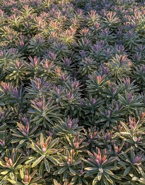 Rows of dense green Euphorbia 'Ascot Rainbow' plants, featuring pointed leaves and pink-tipped buds, are evenly spaced and bathed in sunlight.