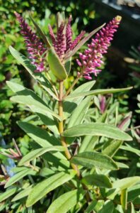 Close-up of Hebe 'Surf Swell™', showing elongated green leaves and upright stems topped with clusters of small purple-pink flowers in cone-shaped spikes.