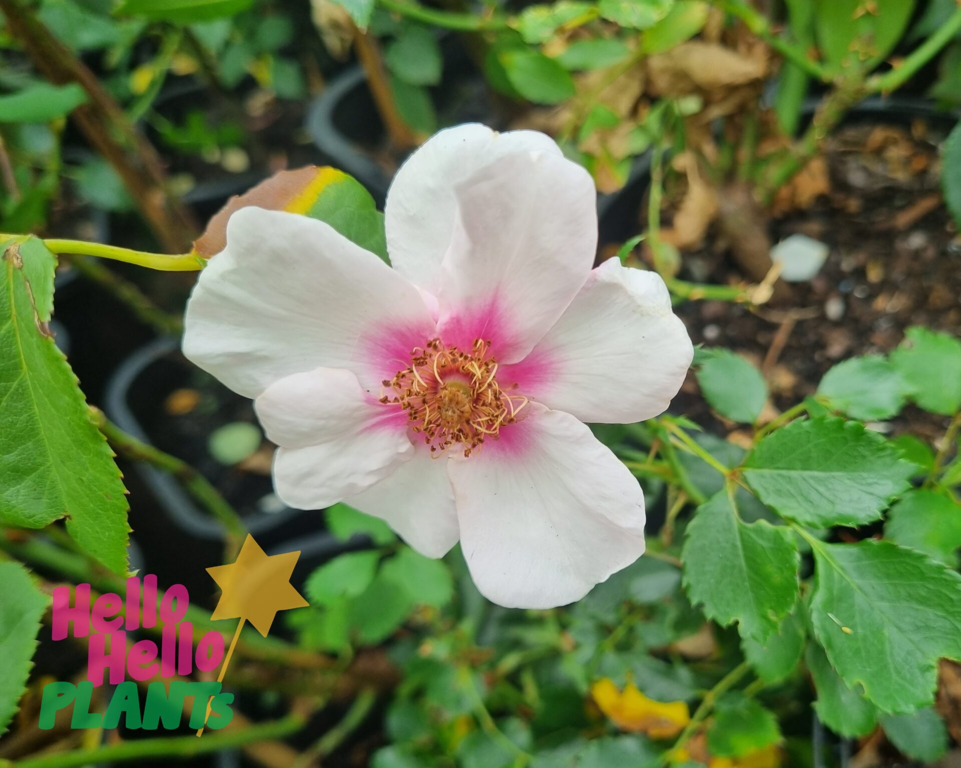 Rosa 'Smiling Eyes' 6ft Weeper (Eco Grade)