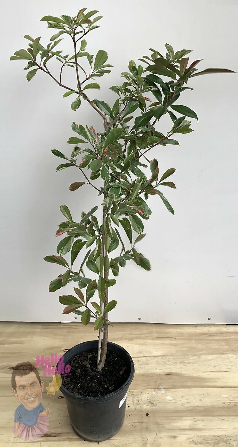 Photinia 'Pink Marble' 8" Pot