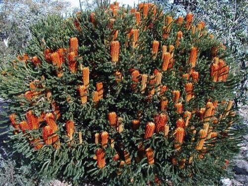 A Banksia 'Little Eric' 8" Pot in full bloom with numerous cylindrical orange flower spikes and dense green foliage.