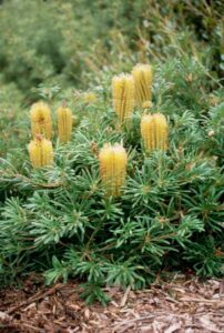 Yellow flower spikes and green foliage of a Banksia 'Stumpy Gold' 6" Pot flourishing in a garden setting.