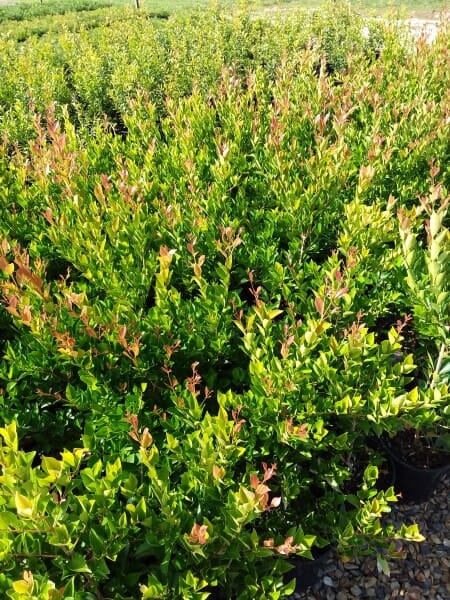 Acmena 'Firescreen' Lilly Pilly 8" Pot plants growing in a nursery with vibrant green foliage under sunlight.
