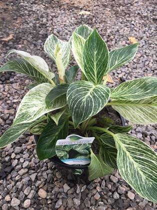 Philodendron 'Birkin' 8" Pot