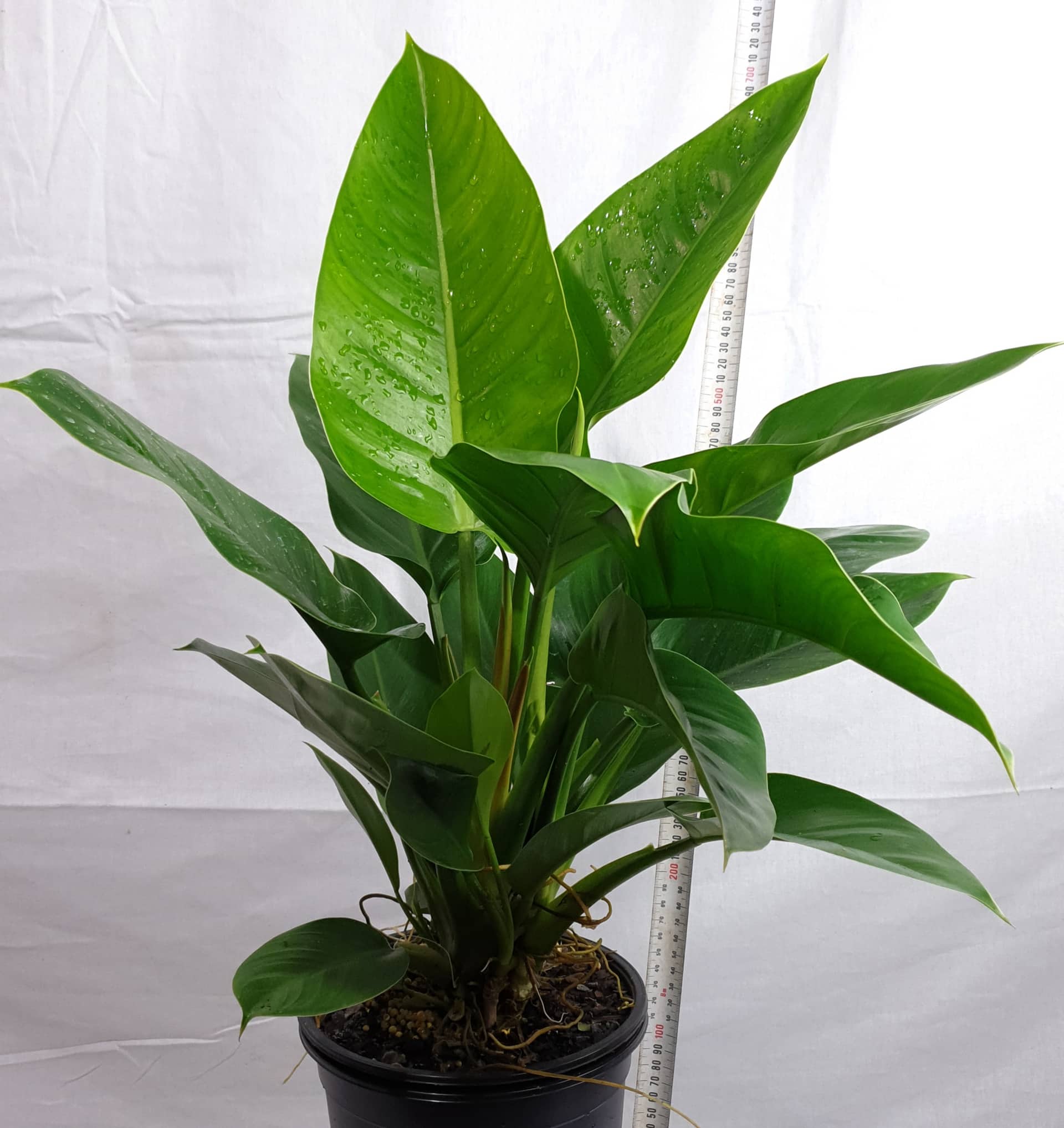 Philodendron 'Imperial Green' 4" Pot