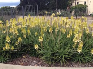 A cluster of Aloe 'Bush Baby Yellow™' with tall yellow flower spikes grows in a landscaped area near a metal fence and buildings.