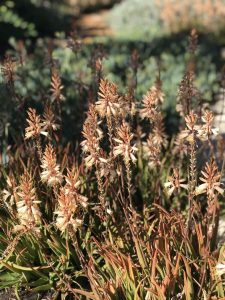 Aloe 'Bush Baby Yellow™' features spiky, brownish-red foliage with tall flower stalks and small pale blossoms, thriving outdoors in natural sunlight.