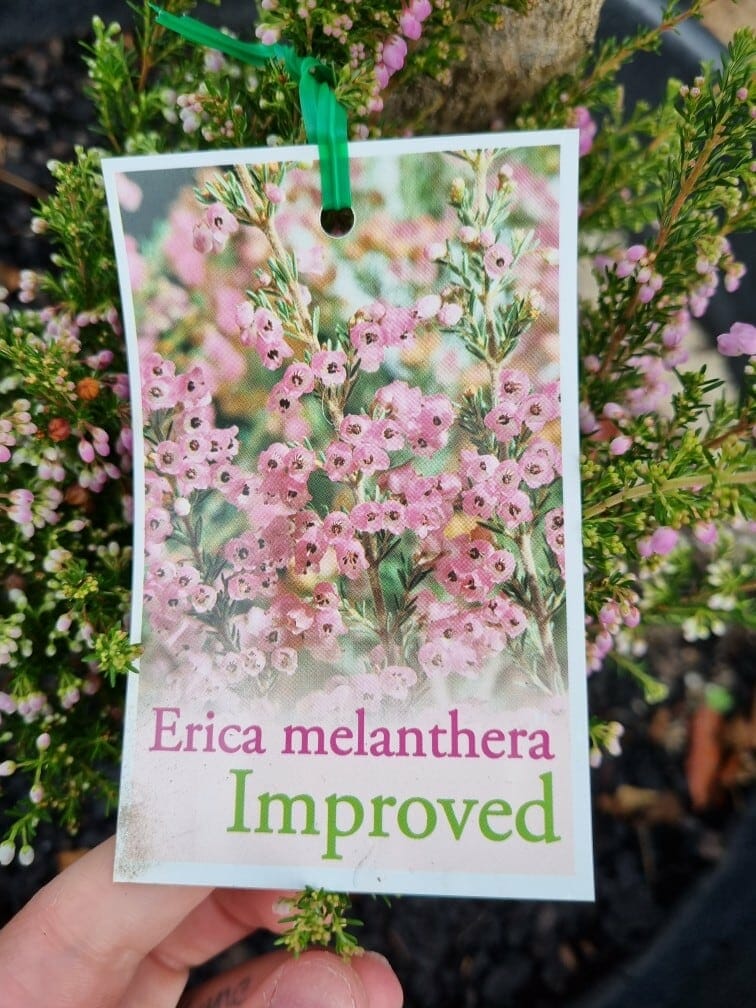 Erica melanthera 'Pink' 6" Pot