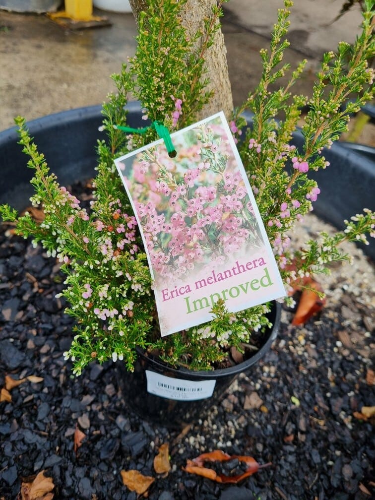 Erica melanthera 'Pink' 6" Pot