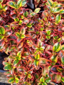 Close-up of vibrant green and red leaves with yellow highlights on Coprosma 'Inferno' PBR, a dense shrub featuring striking variegated foliage in true-to-life detail.