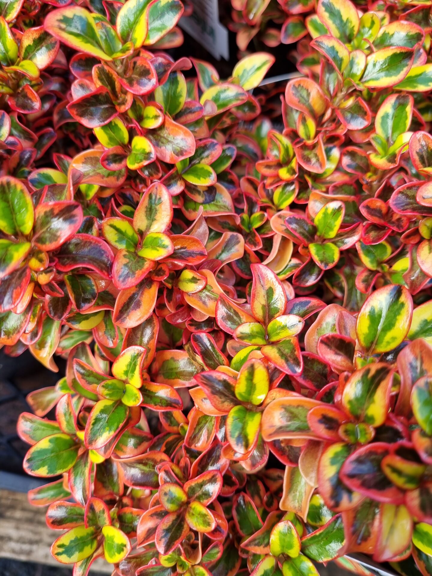 Close-up of vibrant green and red leaves with yellow highlights on Coprosma 'Inferno' PBR, a dense shrub featuring striking variegated foliage in true-to-life detail.