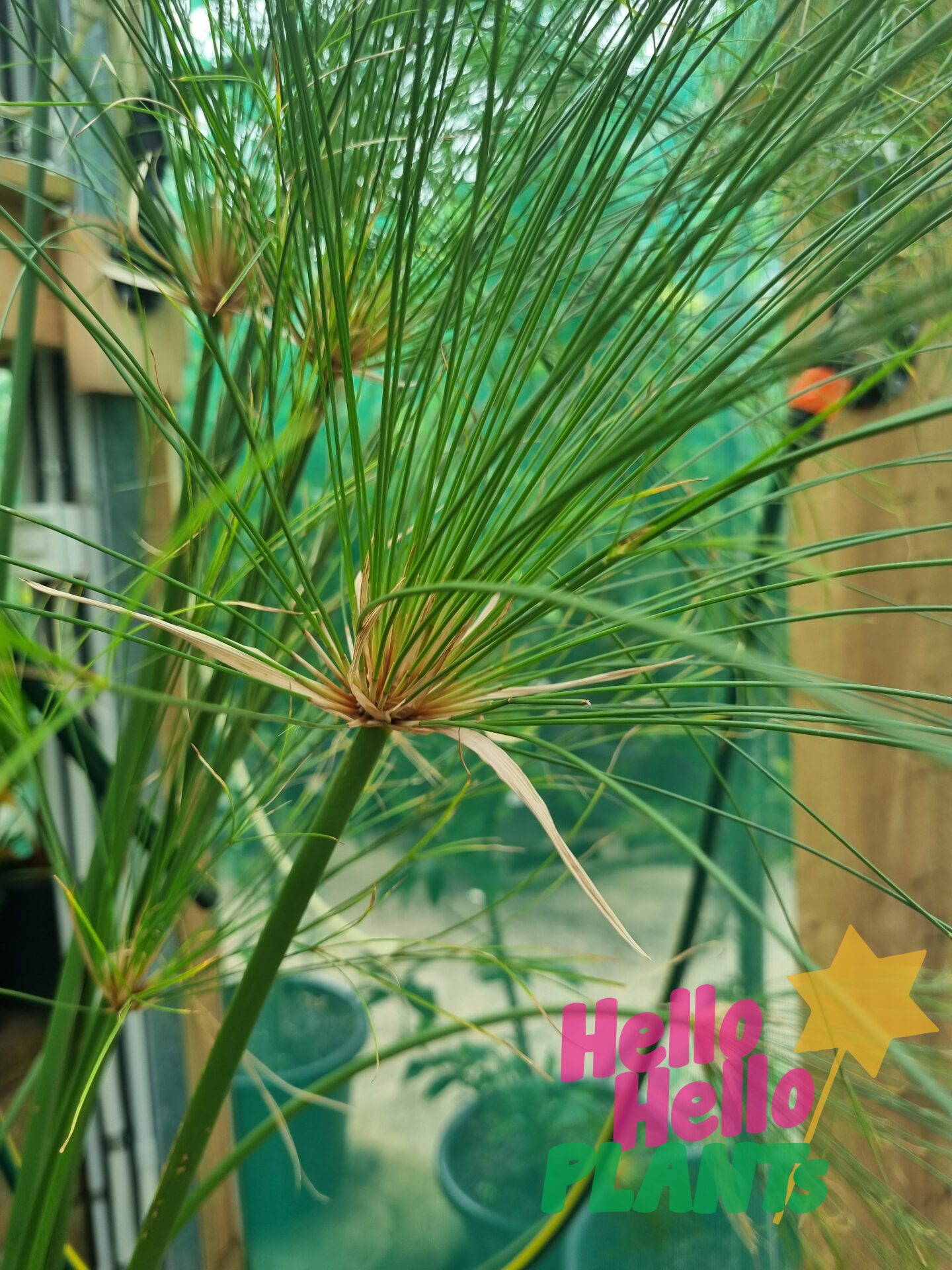 Cyperus 'Egyptian Papyrus' 12" Pot