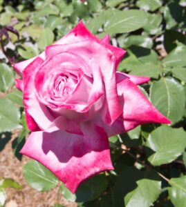 A close-up of Rose 'Paradise™' Bush Form in bloom, featuring its pink and white petals amidst lush green leaves in a garden setting.