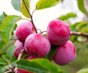 A cluster of ripe red Malus 'Jonathan' apples hangs from a semi-dwarf tree branch, surrounded by green leaves.