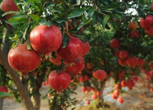 Punica 'Wonderful' Pomegranate 6" Pot