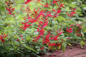 Salvia 'Pineapple Sage'