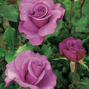 Rose 'Shocking Blue'