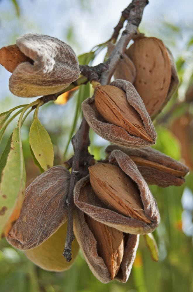Prunus 'All-in-One™' Almond Tree 10" Pot, featuring almonds in their shells, partially open, hanging from a branch, with blurred greenery in the background.