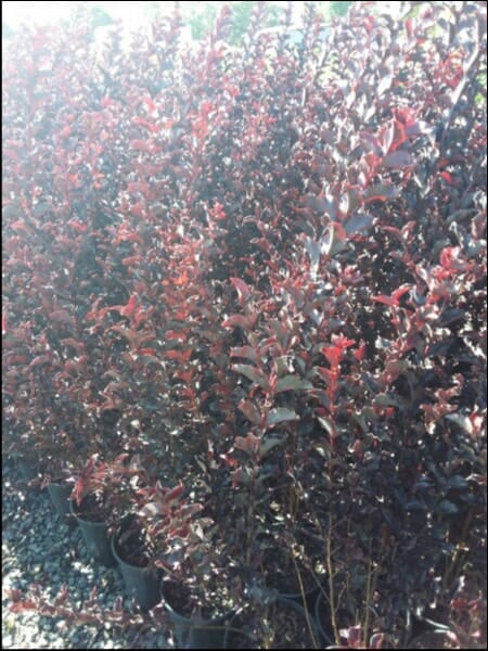 A dense cluster of dark red and burgundy Lagerstroemia 'Diamonds in the Dark®' (Best Red) Crepe Myrtle leaves in a nursery, highlighted by sunlight.