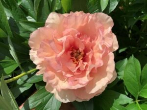 A Paeonia 'Canary Brilliants' Peony Rose from an 8" pot features a peach bloom, elegantly encircled by lush green leaves in the sunlight.