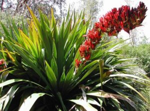 Doryanthes 'Giant Spear Lily' 16" Pot