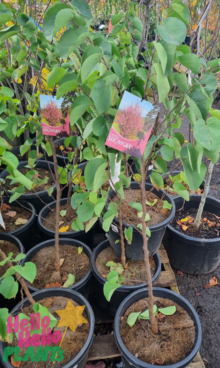 Cercis 'Showgirl' Redbud 13" Pot