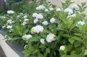 Hydrangea macrophylla 'White' displays full white blooms and lush green leaves, thriving along a low concrete wall in a garden or outdoor space.