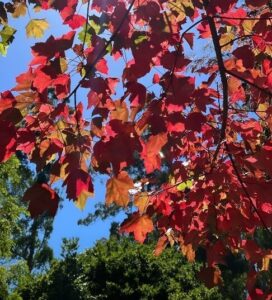 Sunlit red and orange autumn leaves of the Acer rubrum 'Fairview Flame' Maple glow on tree branches, set against a clear blue sky and green trees in the background.