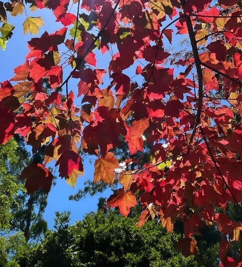 Sunlit red and orange autumn leaves of the Acer rubrum 'Fairview Flame' Maple glow on tree branches, set against a clear blue sky and green trees in the background.