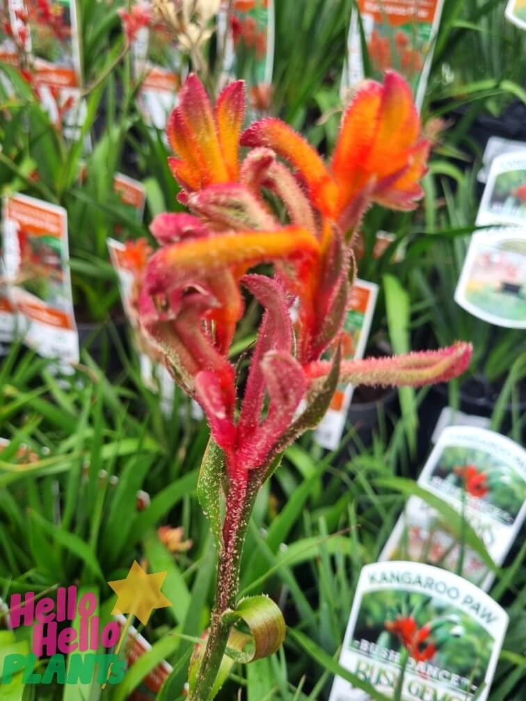 Anigozanthos 'Bush Blitz™' Kangaroo Paw 6" Pot