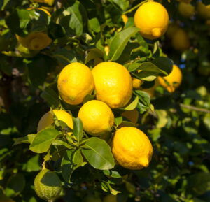 Citrus 'Eureka' Lemon Tree 6" Pot