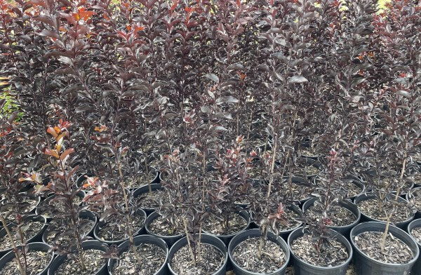 Lagerstroemia 'Diamonds In The Dark®' (Red Hot) Crepe Myrtle 8" Pot