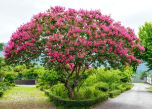 A Lagerstroemia 'Hopi' Crepe Myrtle with vibrant pink blooms stands beside a paved path in a landscaped garden.