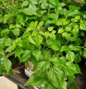 Close-up of healthy Radermachera 'China Doll' plants growing in pots, featuring pointed leaves and dense foliage. This attractive indoor plant brings lush greenery to any space.