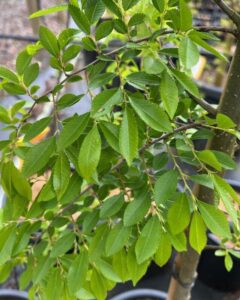 A close-up of Ulmus 'Murray's Form' Chinese Elm shows clusters of small, serrated green leaves and healthy foliage in an outdoor setting, highlighting the plant’s vibrant nature.