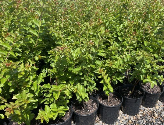 Lagerstroemia 'Albury White' Crepe Myrtle 8" Pot