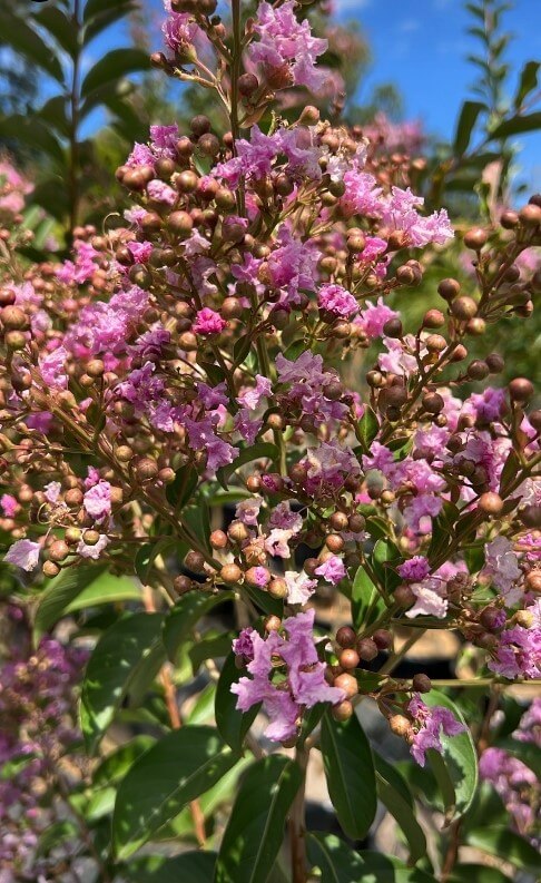 Lagerstroemia 'Lipan' Crepe Myrtle