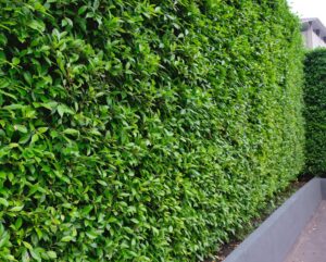 A tall, dense Ficus hillii 'Emerald' hedge with neatly trimmed leaves lines the edge of a sidewalk beside a gray concrete curb.