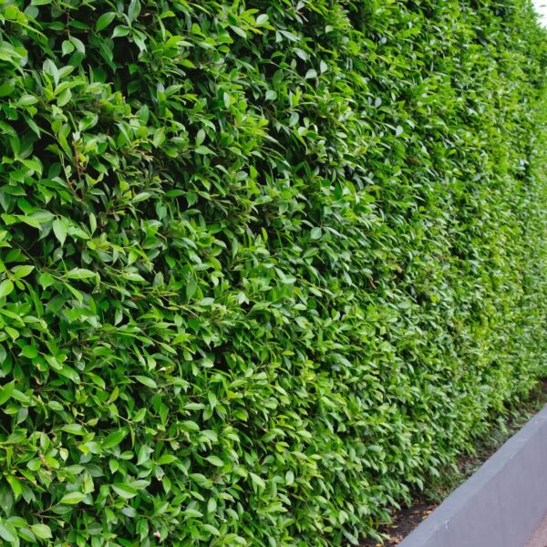 A tall, dense Ficus hillii 'Emerald' hedge with neatly trimmed leaves lines the edge of a sidewalk beside a gray concrete curb.