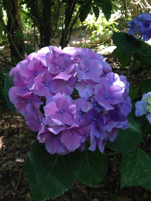 Hydrangea macrophylla 'Purple' 8" Pot flowers with green leaves, illuminated by sunlight, against a shadowy forest backdrop.