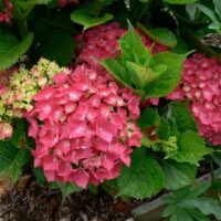 Hydrangea macrophylla 'Red' 8" Pot shrubs with clusters of pink blossoms and green leaves in a garden mulched with wood chips.